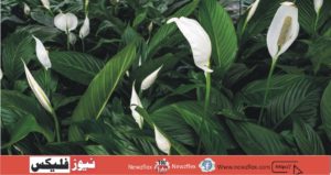 PEACE LILY