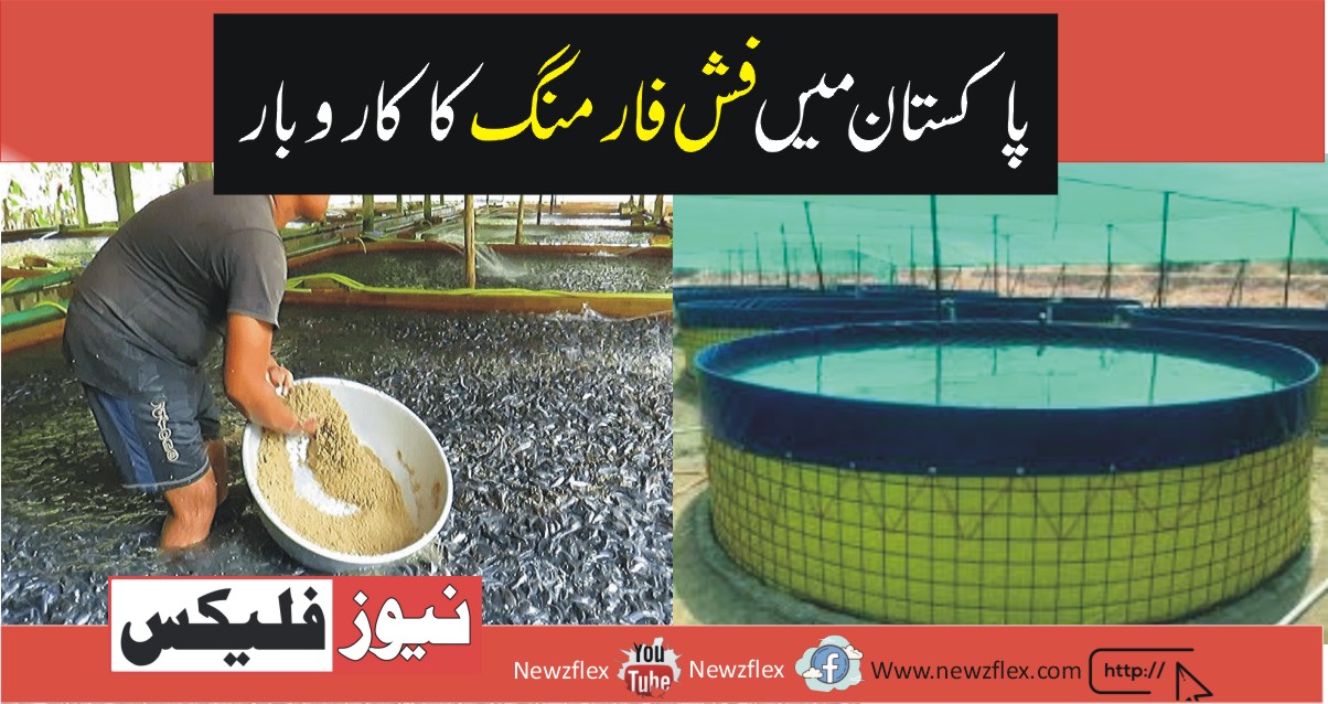 Fish Farming Business in Pakistan-Everything You need to know