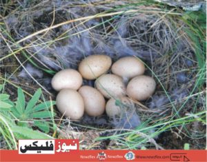 Chukar’s Egg structure: