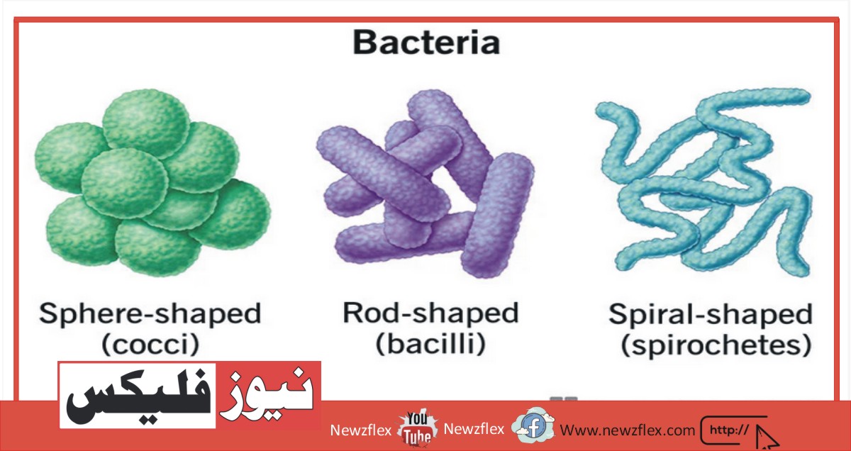 بیکٹیریا کیا ہے؟ تعریف، اقسام، فوائد، خطرات اور مثالیں۔