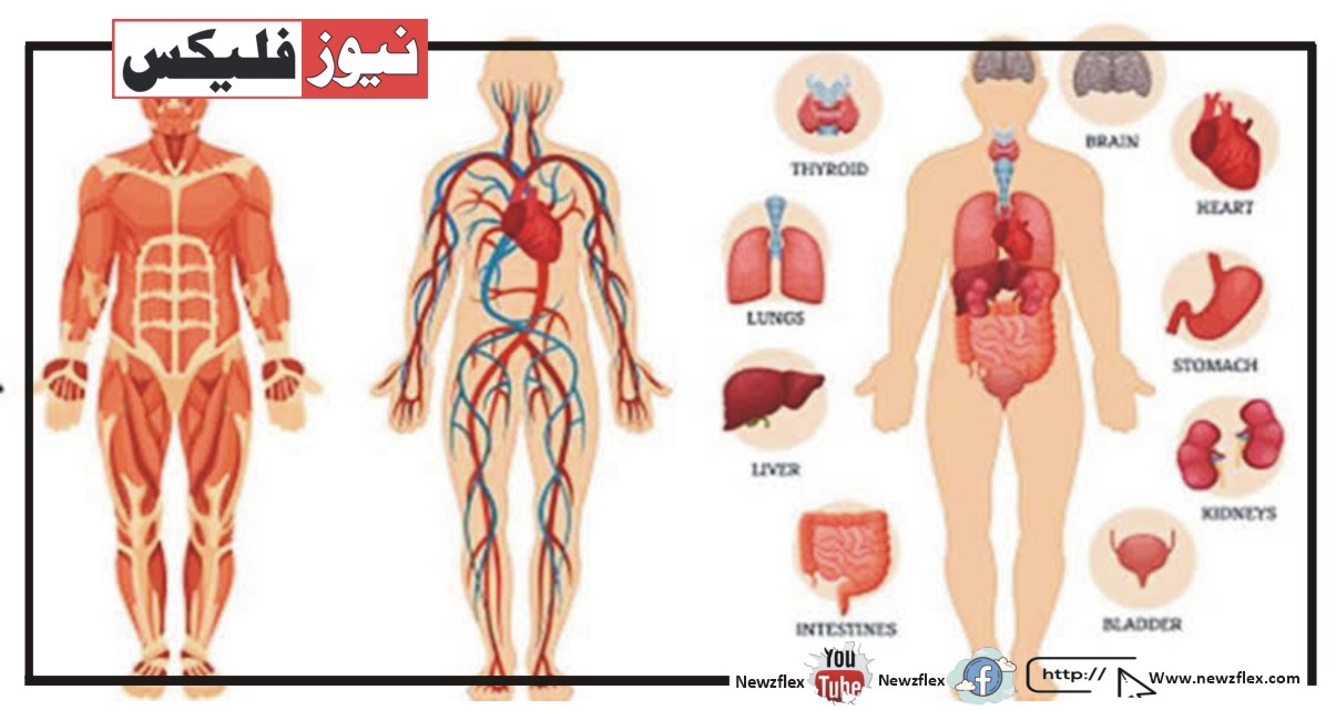 انسانی جسم کی معلومات
