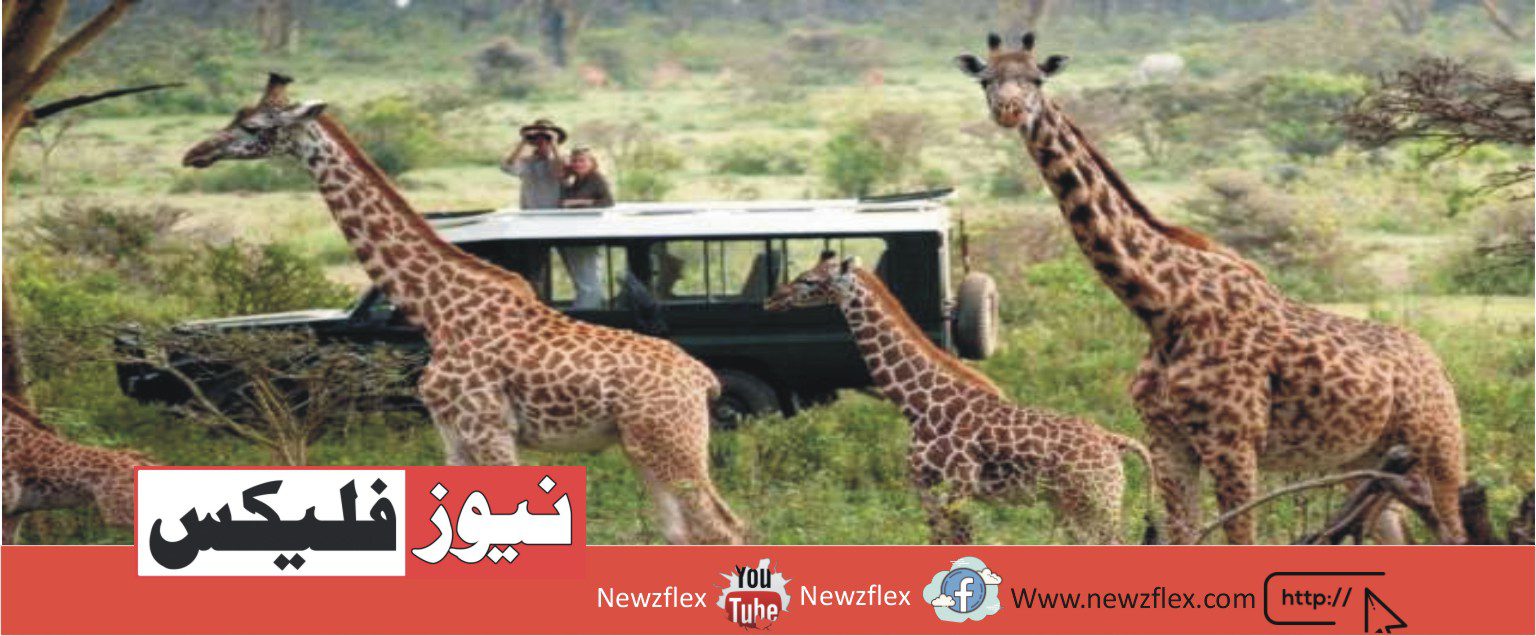 From Pakistani to Kenya – How to Plan the Best Safari Trip